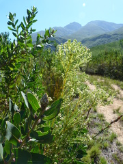 Phylica brachycephala