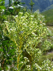 Phylica brachycephala