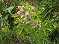 Rubus ludwigii