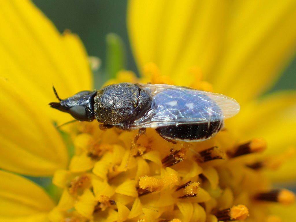 Nemotelinae
