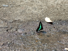 Graphium sarpedon