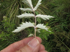 Rubus ludwigii