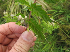 Rubus ludwigii