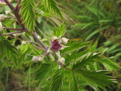 Rubus ludwigii
