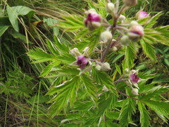 Rubus ludwigii