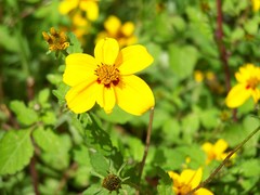 Bidens chiapensis