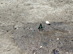 Graphium sarpedon