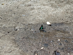 Graphium sarpedon