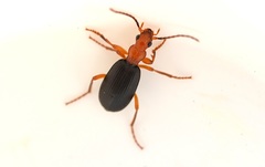 Brachinus crepitans