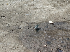Graphium sarpedon