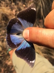 Charaxes bohemani bohemani