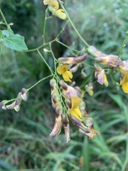 Rhynchosia caribaea