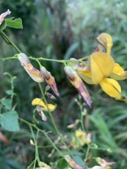 Rhynchosia caribaea