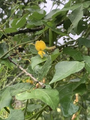 Rhynchosia caribaea