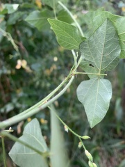 Rhynchosia caribaea