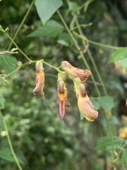 Rhynchosia caribaea