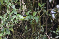 Myioborus melanocephalus