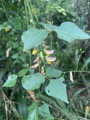 Rhynchosia caribaea