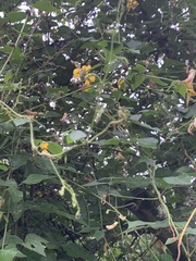 Rhynchosia caribaea