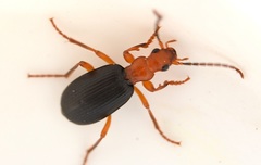 Brachinus crepitans