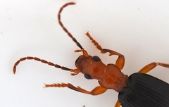 Brachinus crepitans
