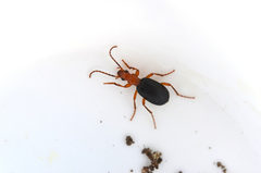 Brachinus crepitans