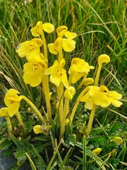 Pedicularis longiflora