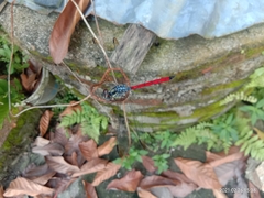 Lathrecista asiatica