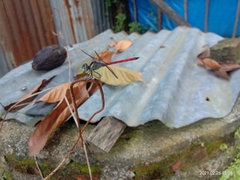 Lathrecista asiatica