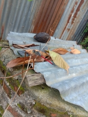 Lathrecista asiatica