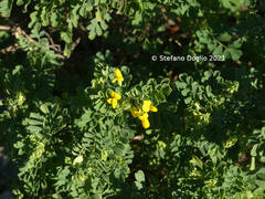 Coronilla valentina