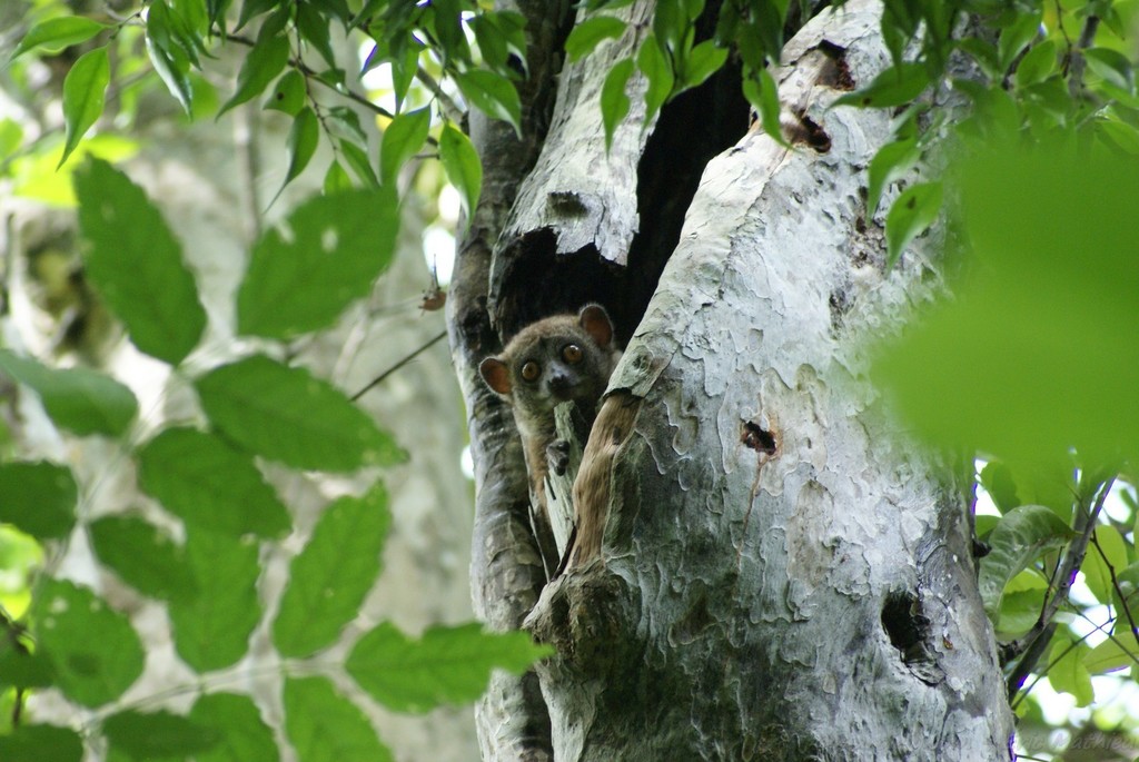 Daraina Sportive Lemur