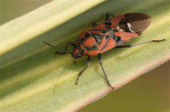 Spilostethus pandurus