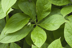 Brachybotrys paridiformis