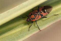 Spilostethus pandurus