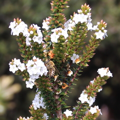 Epacris pauciflora