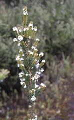 Epacris pauciflora