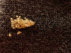 Cyclophora obstataria