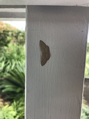 Cyclophora obstataria