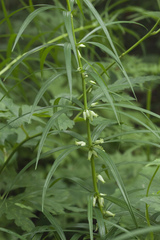 Polygonatum stenophyllum