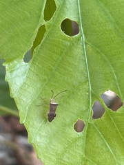 Gonocerini