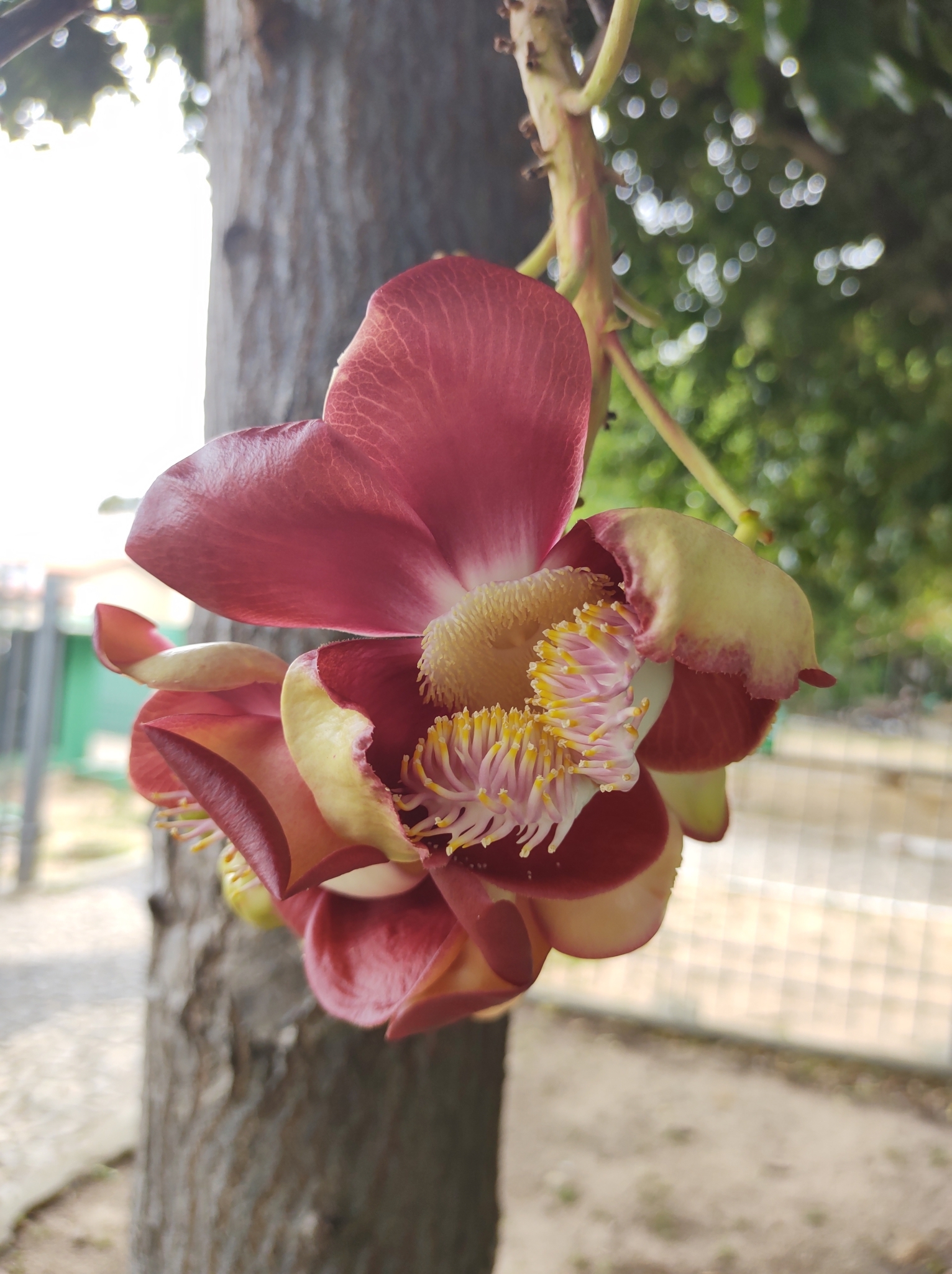 Couroupita guianensis