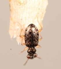 Asaphidion curtum