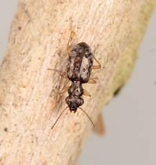 Asaphidion curtum
