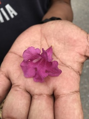 Bignoniaceae
