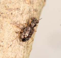 Asaphidion curtum