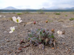 Papaver alboroseum