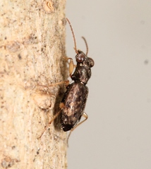 Asaphidion curtum
