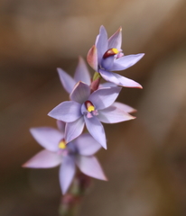 Thelymitra malvina