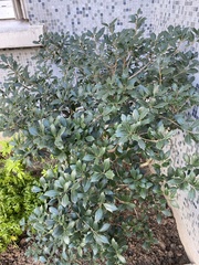 Magnoliopsida